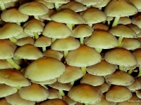 3. Pilze