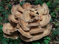 4. Pilze