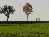 4. Baum Pano
