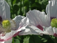 8.Mohn 4251 2