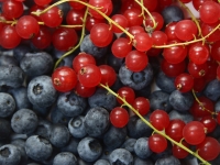 Kuhn_Kurt_Beeren-unter-sich