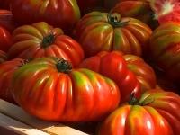 Neuner-Martin_RED-FOOD
