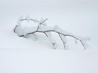 Csefalvay_ Alois_Winter