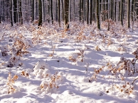 Csefalvay_ Alois_Winterzauber