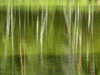 Dragomir_ Rozina - reflections