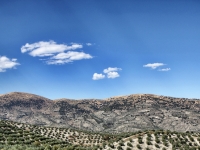 Kurt Kuhn - Oliven in Andalusien