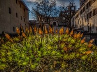 Busch_Joerg_Moos-im-Schlosshof