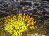 Busch_Joerg_Moos-ueber-der-Stadt
