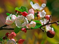 Csefalvay Alois _Frühling