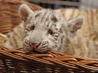 Csefalvay Alois _Tigernachwuchs