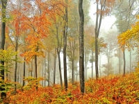 Keydell Gerd_ Herbstwald