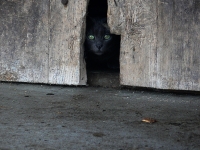 Staffen Sabine _auf der hut