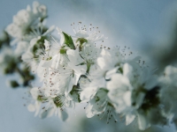 kurt kuhn kirschbl_te
