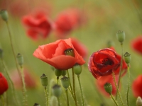 kurt kuhn klatschmohn