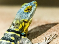 Echse