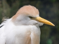 Reiher