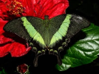 Jardins des Papillons Hunawihr