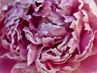 Kohle_Dirk_Rose