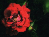 Kuhn-Dragomir_Rozina_a-rose-in-the-night