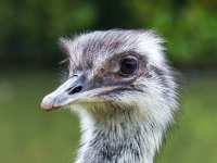 NerstheimerDetlef_Emu