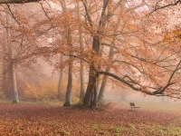NerstheimerDetlef_Herbstimpression