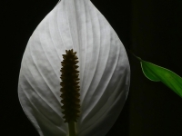 Neuner Martin_Einblatt (Spathiphyllum)