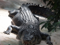 Riedel_Regina_Krokodil
