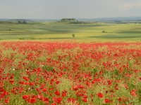 kurtkuhn-Mohn-im-Ries