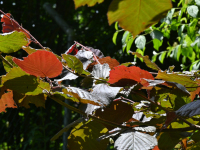 SCHERER-GEROLD-BLAeTTER