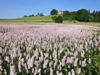 Knöterichblüte Martin Neuner