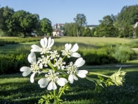 RADENBACH_Werner-Schlossblume