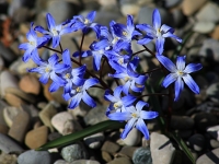 Blausternchen
