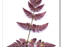 Kerbel_Scann500