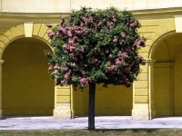 Sch_nbrunn_500