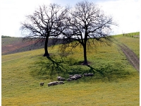 von_Detlef_Nerstheimer