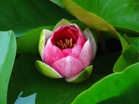 Seerose