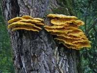 Baumpilz
