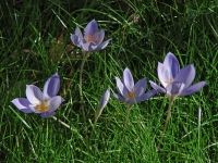 Herbstkrokusse
