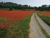 Klatschmohn