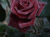 Rose_im_Raureif