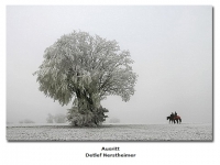 2018-06-10 23_02_39-Galerie CLICCS Foto Forum Heidenheim __ Ausstellung Natur __ Ausritt_Detlef_Ners