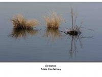 2018-06-10 23_04_29-Galerie CLICCS Foto Forum Heidenheim __ Ausstellung Natur __ Seegras_Alois_Csefa