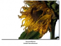 2018-06-10 23_04_40-Galerie CLICCS Foto Forum Heidenheim __ Ausstellung Natur __ Sonnenblume_Detlef_