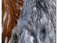 2018-06-10 23_05_29-Galerie CLICCS Foto Forum Heidenheim __ Ausstellung Natur __ Zerfall_Werner_Rade