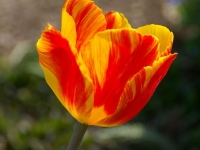 Farbenspiel