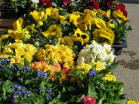 Wochenmarkt_2