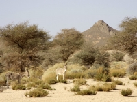 Algerien 2008 10_Mohamed