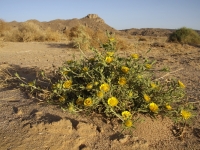Algerien 2008 26_Wadi_Tadant