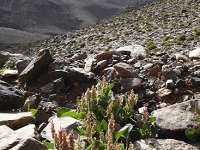 Algerien Ahaggar 04_Ampfer_vor_Assekrem