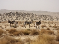 Algerien Ahaggar 24_Basaltlandschaft